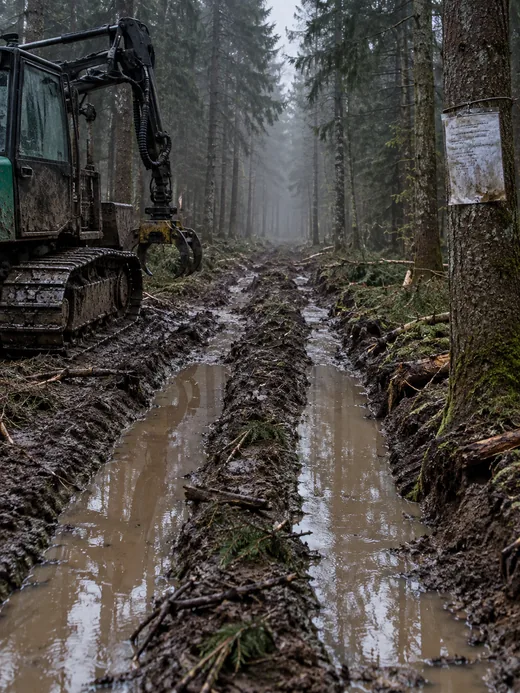 Zwei tiefe Fahrspuren in einer aufgeweichten Rückegasse nach anhaltendem Regen