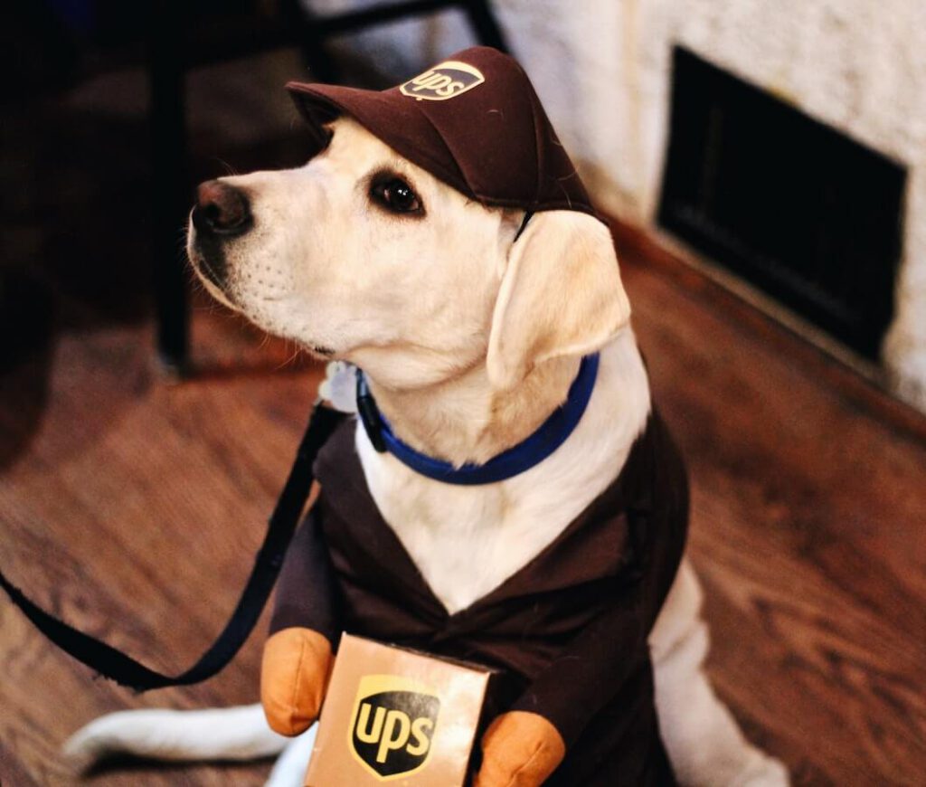 Hund trägt eine UPS-Mütze